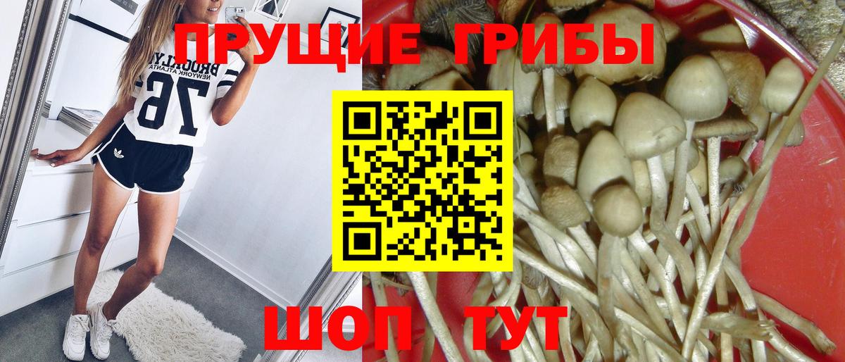 Псилоцибиновые грибы Cubensis Гурьевск